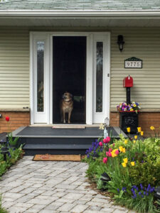 Vista One - Rollaway Series on single front door with dog looking out from inside.